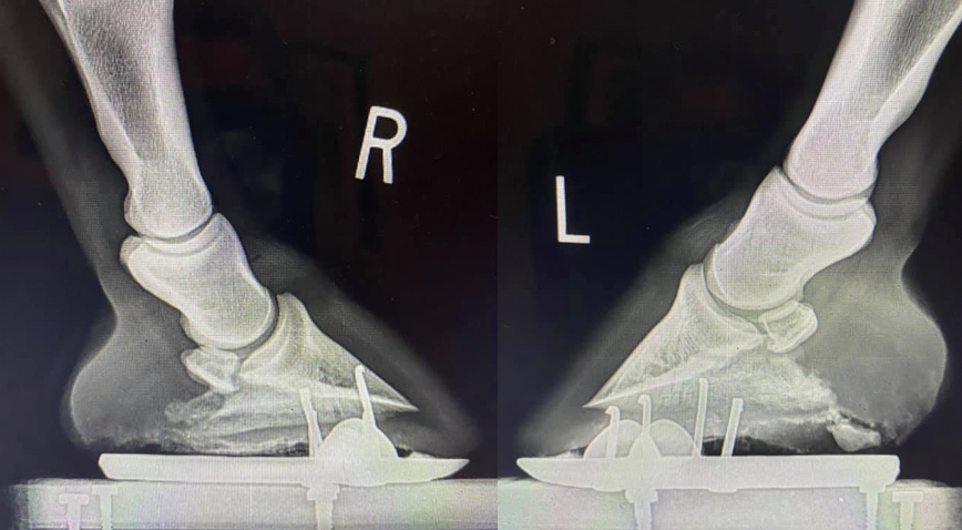 Managing Horses with Pigeon-Toed Feet: Treatment & Guidelines