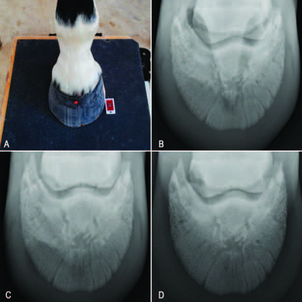 Equine Therapeutic Farriery Dr Stephen O Grady Veterinarians Farriers Books Articles Equine Therapeutic Farriery Dr Stephen O Grady Veterinarians Farriers Books Articles